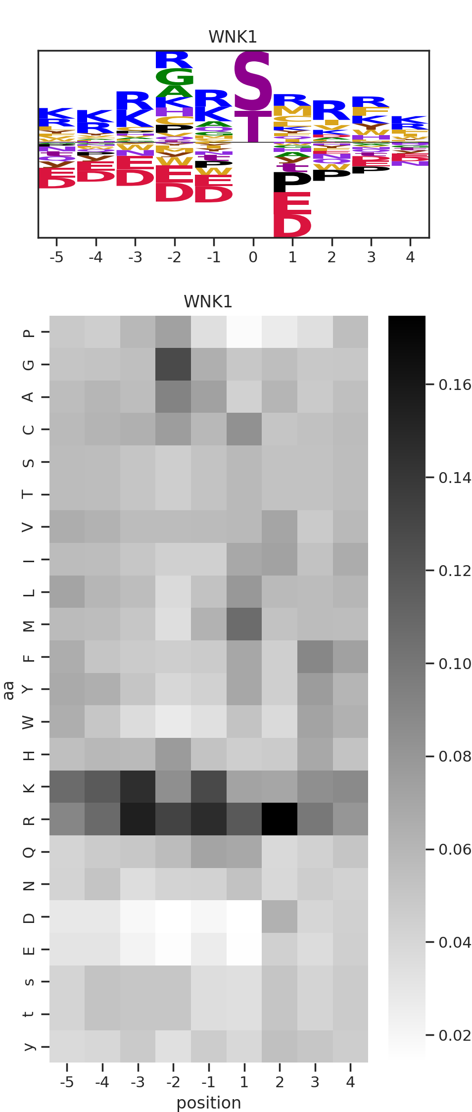 WNK1 image