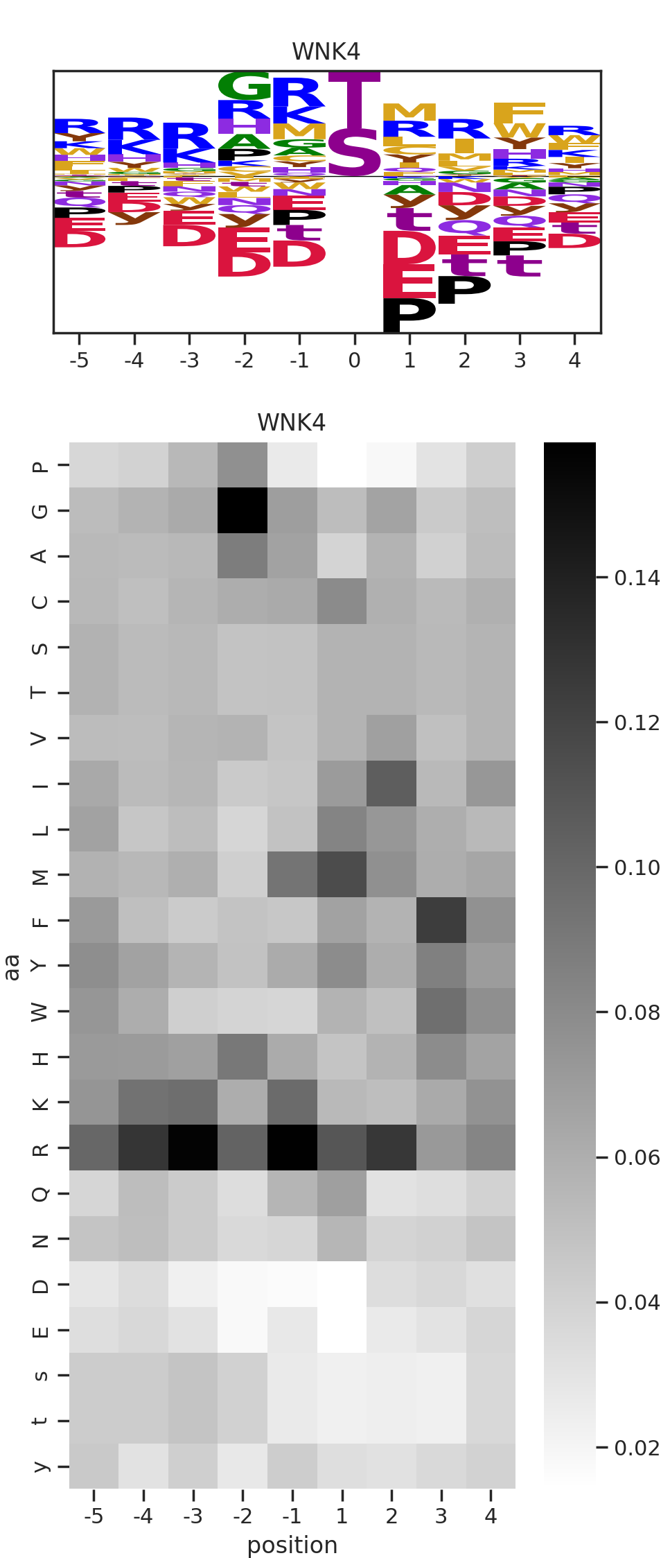 WNK4 image